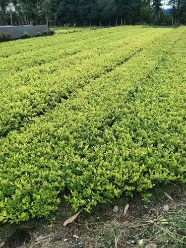 宿州西苑新村绿化工程项目